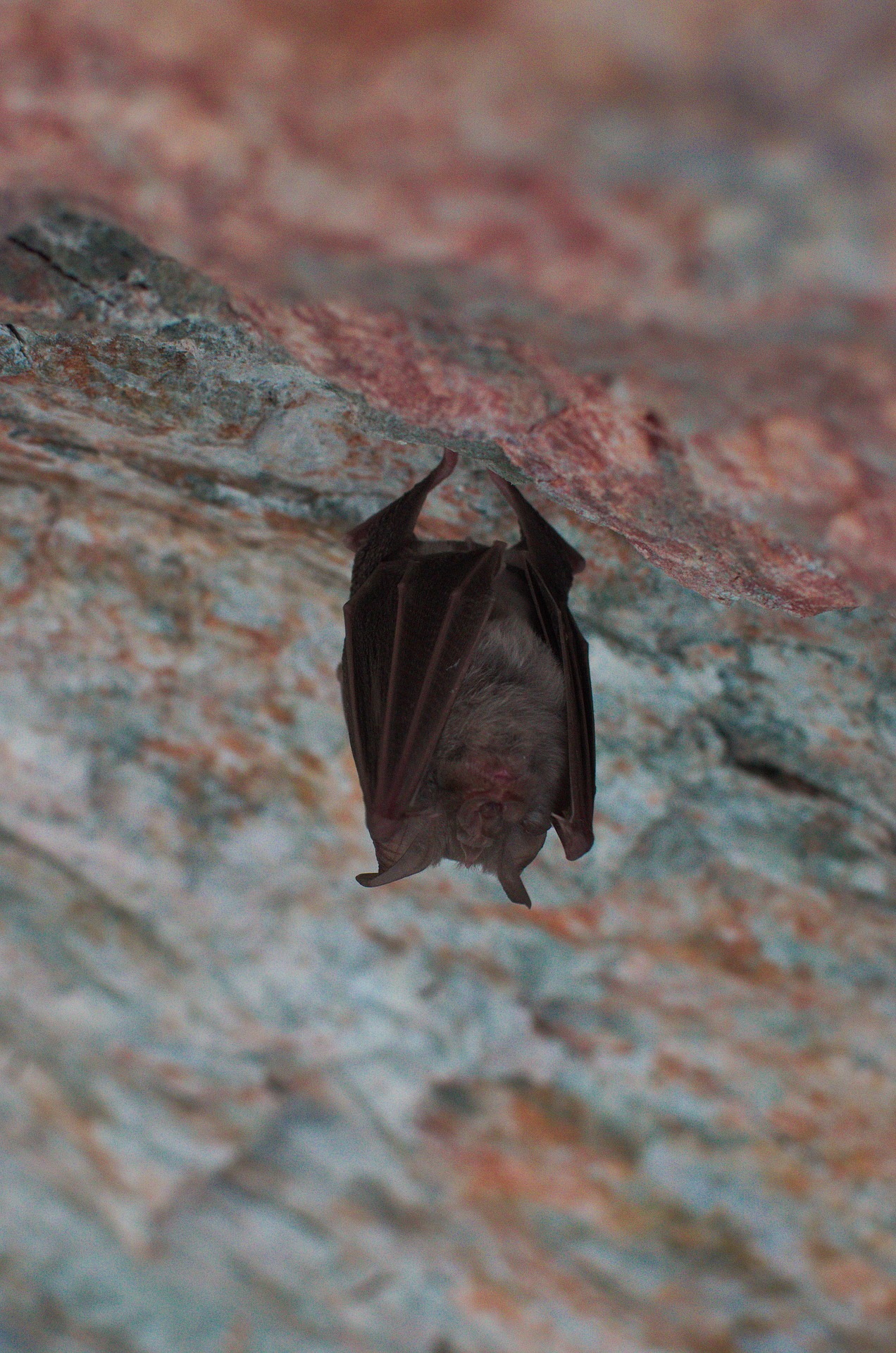 Fledermaus