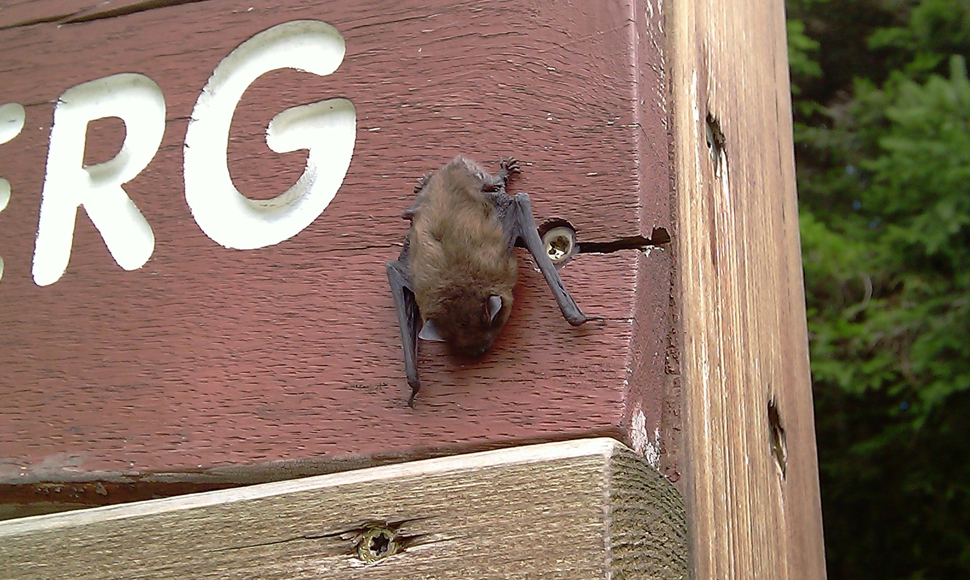 Fledermaus