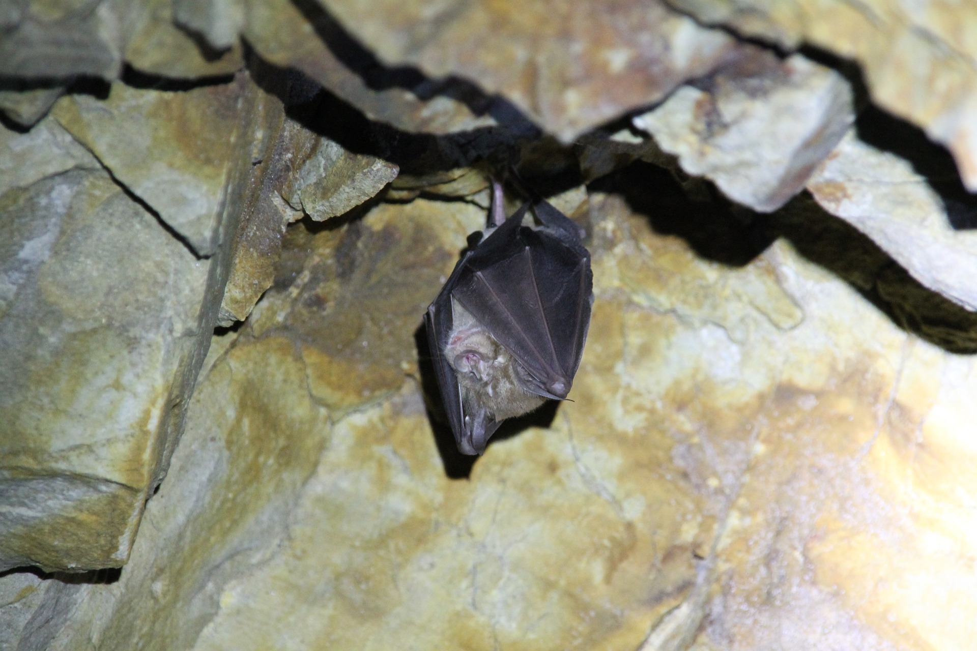 Fledermaus