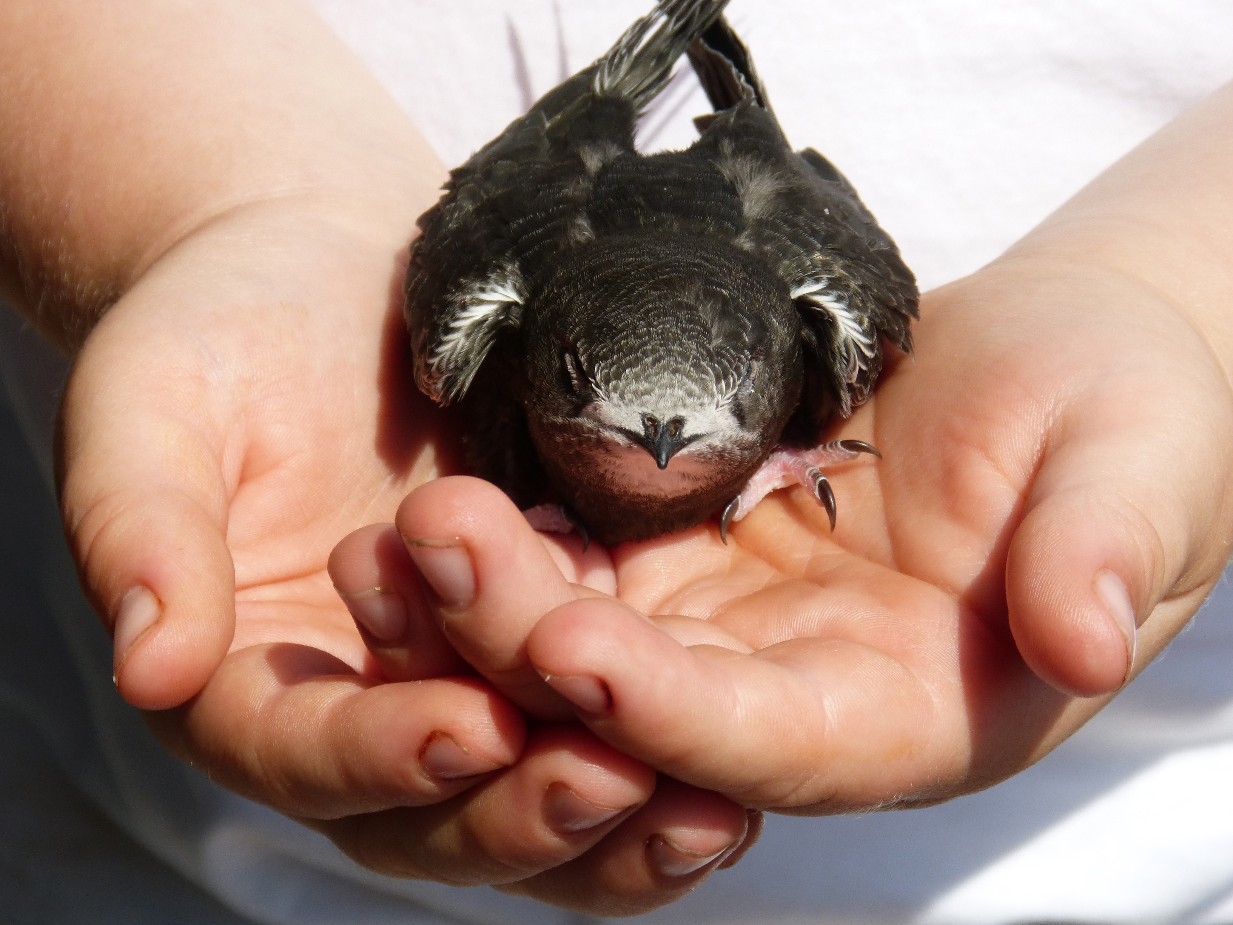 Mauersegler auf Hand