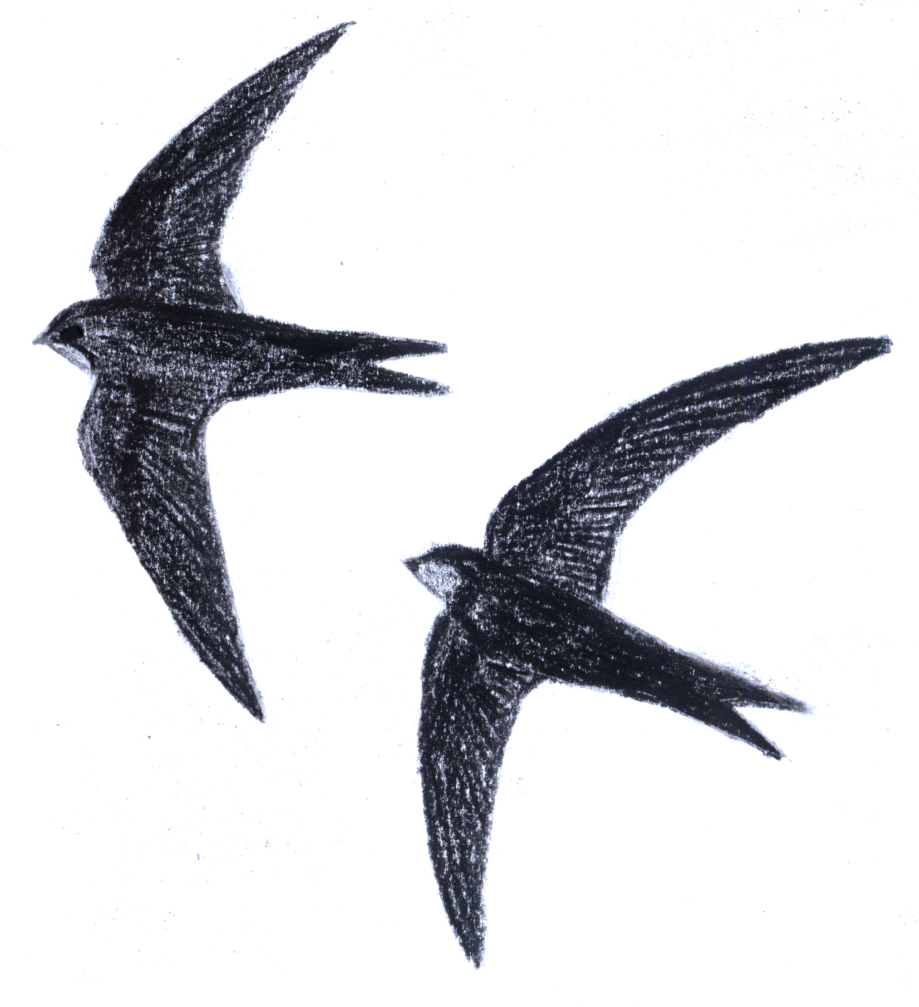 Mauersegler